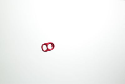 Close-up of red flower over white background
