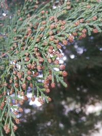 Close-up of pine tree branch