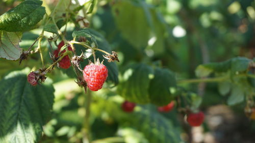 Close-up of red berries growing on tree