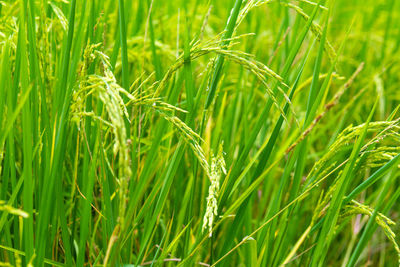 Close-up of crops growing on field