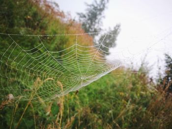 Close-up of spider web against plants