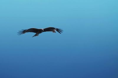 Low angle view of bird flying in sky