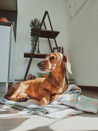 Dog resting at home