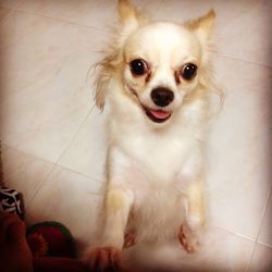 Portrait of dog