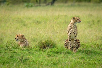 Two cheetahs sit and lie in grassland