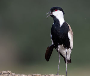 Close-up of bird