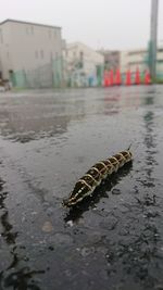 Close-up of crab on wet street