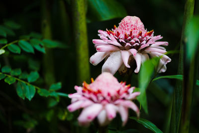 Close-up of pink flowering plant