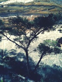 Trees on landscape against the sky