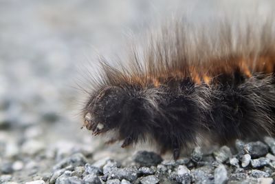 Close-up of bee on rock