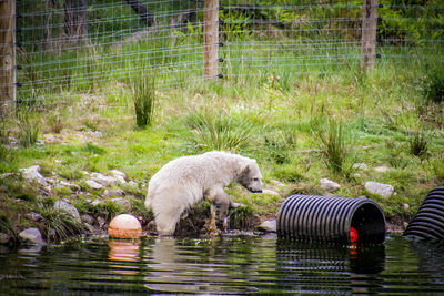 Sheep in a water