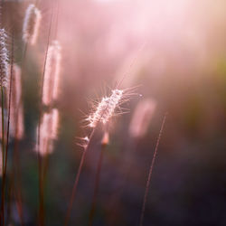 Close-up of dandelion on plant