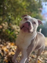 Tongue out dog closeup in the morning on an autumn day