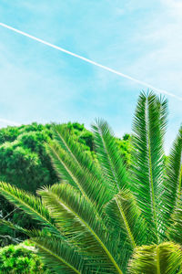 Low angle view of palm tree against sky