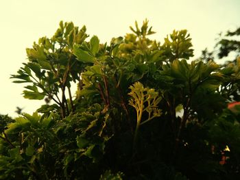 Low angle view of leaves against the sky