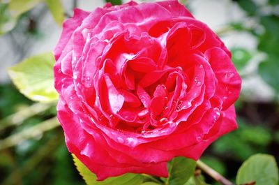 Close-up of wet rose blooming outdoors