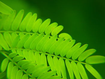 Close-up of fern