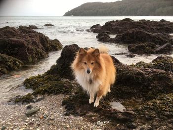 Dog on rock by sea against sky