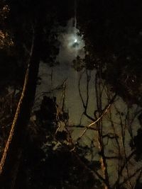 Close-up of silhouette trees in forest at night