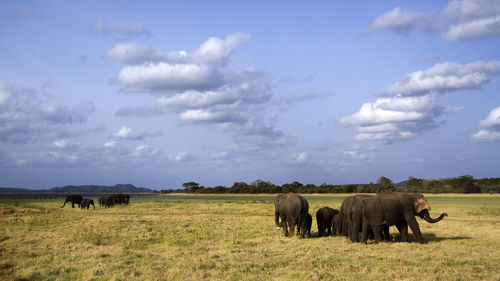 Horses in a field