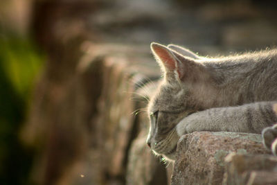 Close-up of a cat