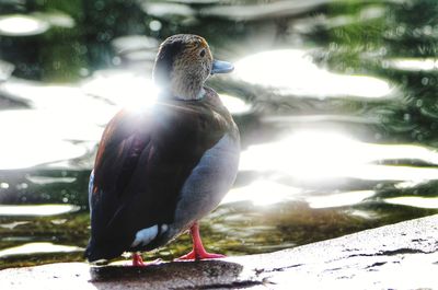 Bird perching on a snow