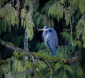 High angle view of gray heron perching on tree in forest