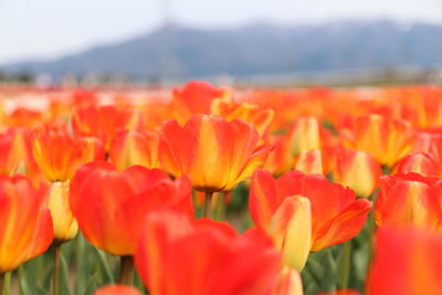 Close-up of tulips