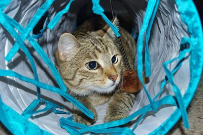 Close-up portrait of cat