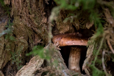 Close-up of mushroom growing in forest