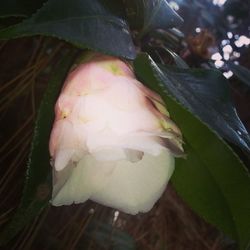 Close-up of white flowers