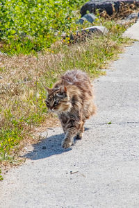 Cat walking on road