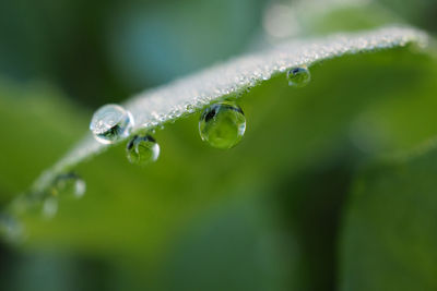 Close-up of water drops on leaf