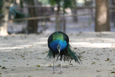 Close-up of a bird on a field