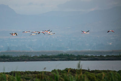 Birds flying in sky