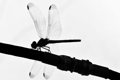 Dragonfly perching on pipe