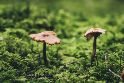 Close-up of mushroom growing on field