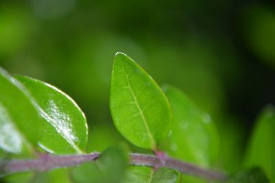 Close-up of green leaves