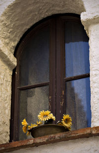 Flowers on window sill