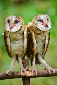 Close-up of owls perching on wood