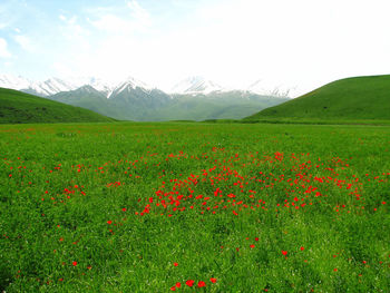 Scenic view of field against sky