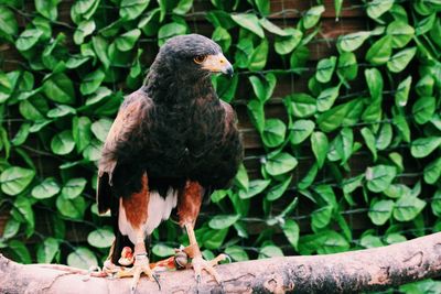 Close-up of bird perching on tree