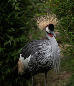 African crowned crane