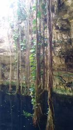 Close-up of tree trunk in forest