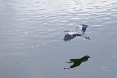 High angle view of heron flying over lake