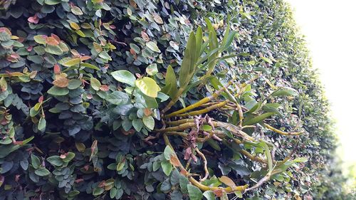 Close-up of fresh green plant