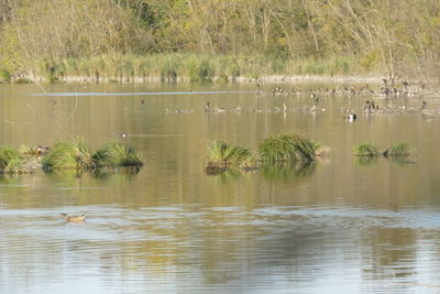 View of birds in lake