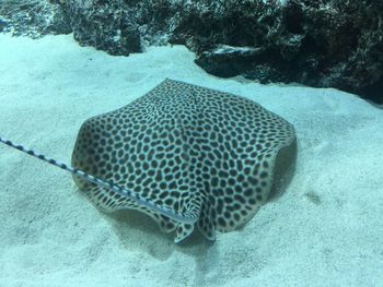 High angle view of fish swimming in sea