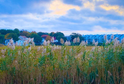 Plants growing on field against sky