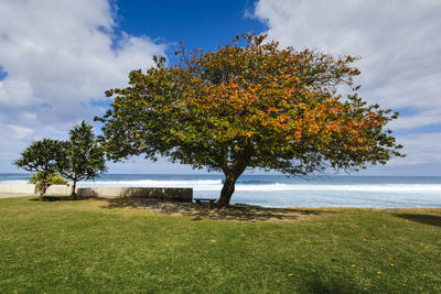 Tree by sea against sky